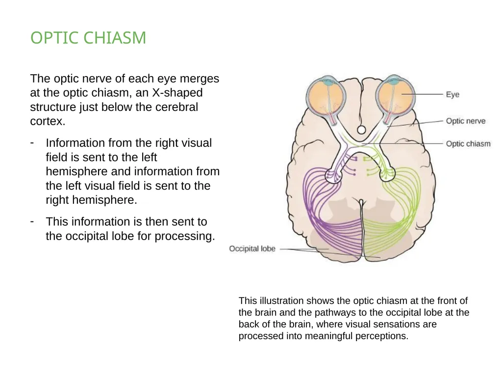 PSYCHOLOGY 2e Chapter 5 SENSATION AND PERCEPTION - slide 21 of 50