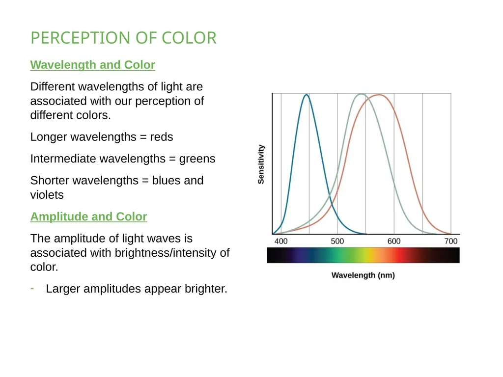 PSYCHOLOGY 2e Chapter 5 SENSATION AND PERCEPTION - slide 13 of 50