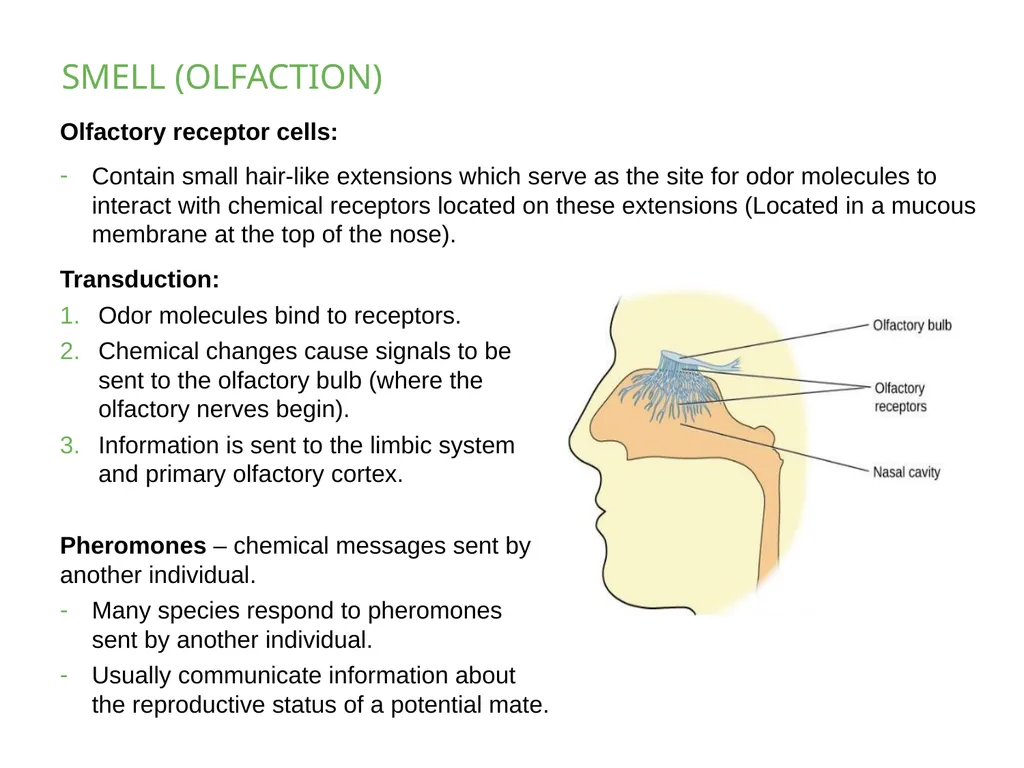 PSYCHOLOGY 2e Chapter 5 SENSATION AND PERCEPTION - slide 36 of 50