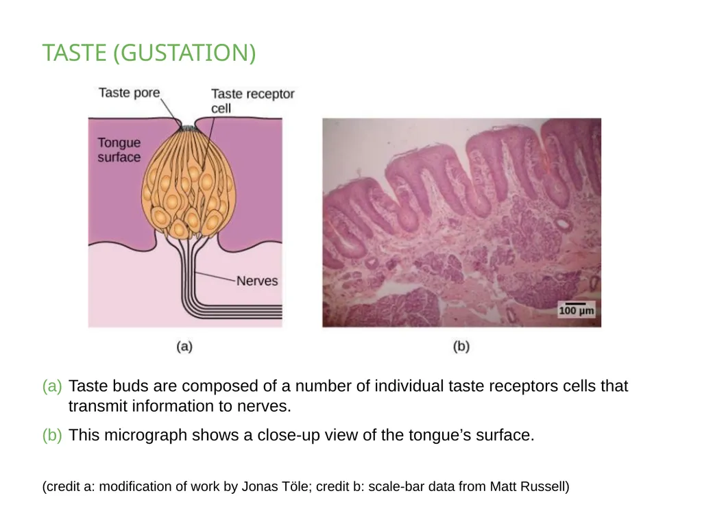 PSYCHOLOGY 2e Chapter 5 SENSATION AND PERCEPTION - slide 35 of 50