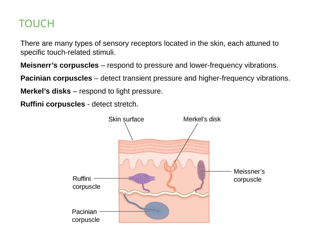 PSYCHOLOGY 2e Chapter 5 SENSATION AND PERCEPTION - slide 37 of 50