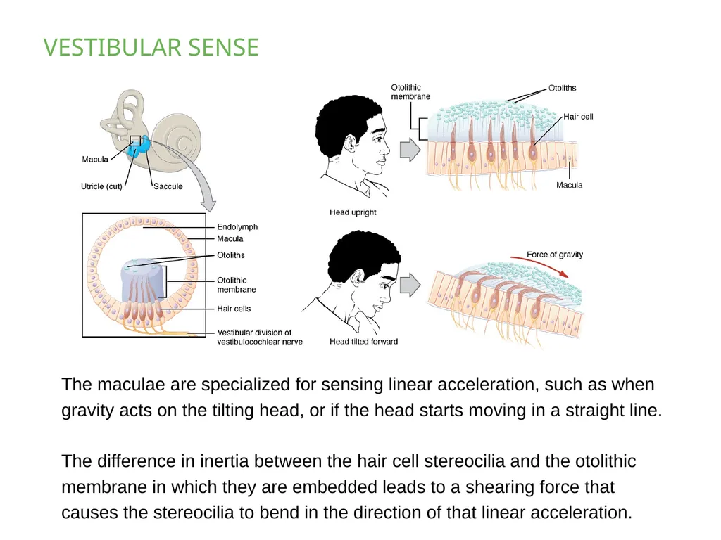 PSYCHOLOGY 2e Chapter 5 SENSATION AND PERCEPTION - slide 41 of 50
