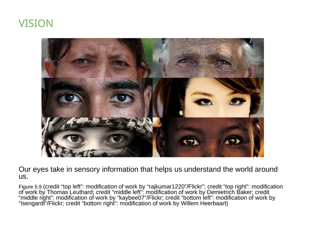 PSYCHOLOGY 2e Chapter 5 SENSATION AND PERCEPTION - slide 16 of 50