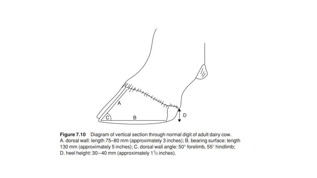 SAND CRACK UNIT-VI Dr. Mithilesh Kumar Assistant - slide 8 of 10