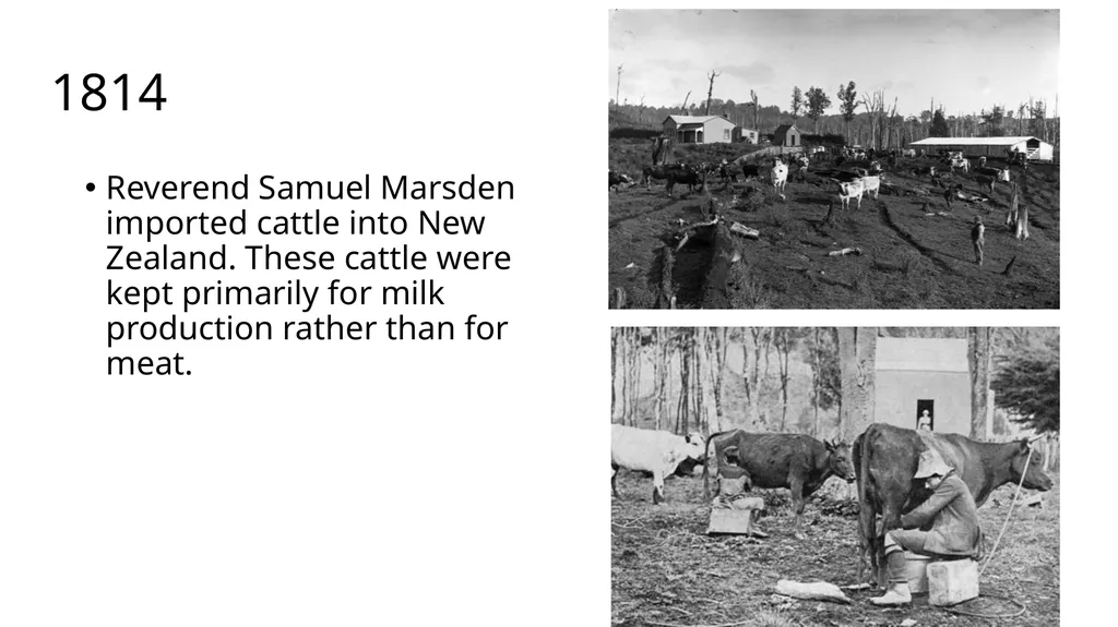 History of New Zealand Beef Farming 1814 Reverend - slide 3 of 15