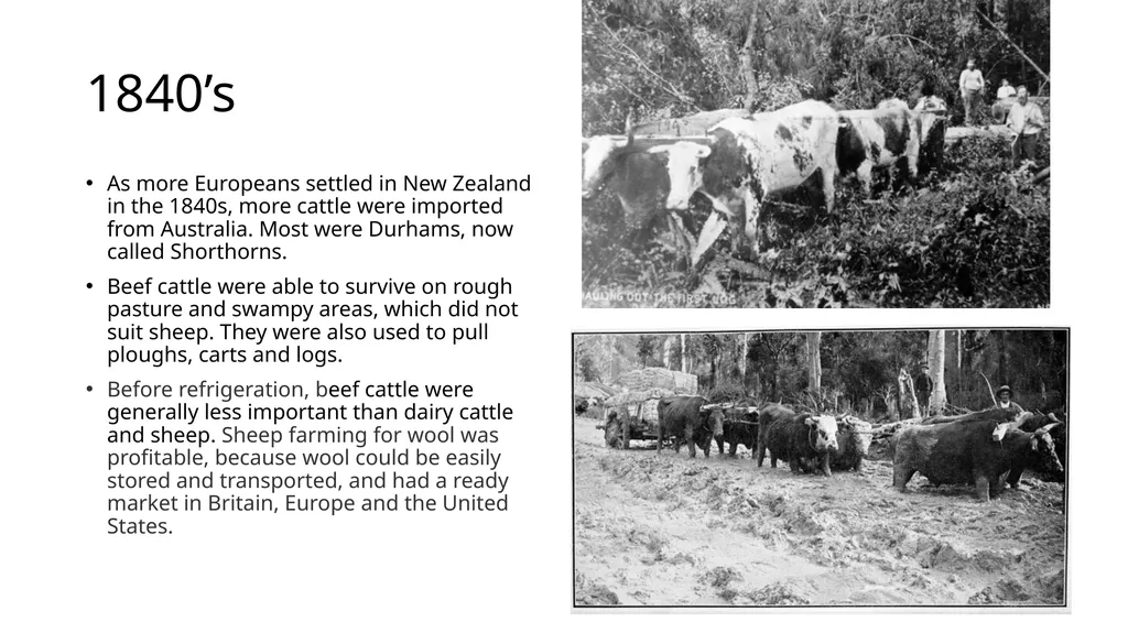 History of New Zealand Beef Farming 1814 Reverend - slide 4 of 15