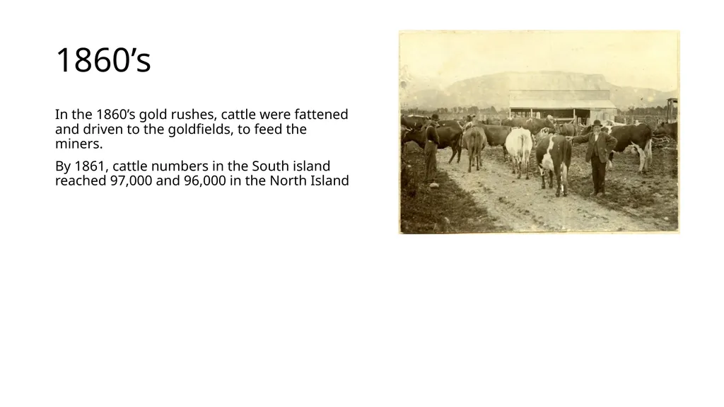 History of New Zealand Beef Farming 1814 Reverend - slide 5 of 15