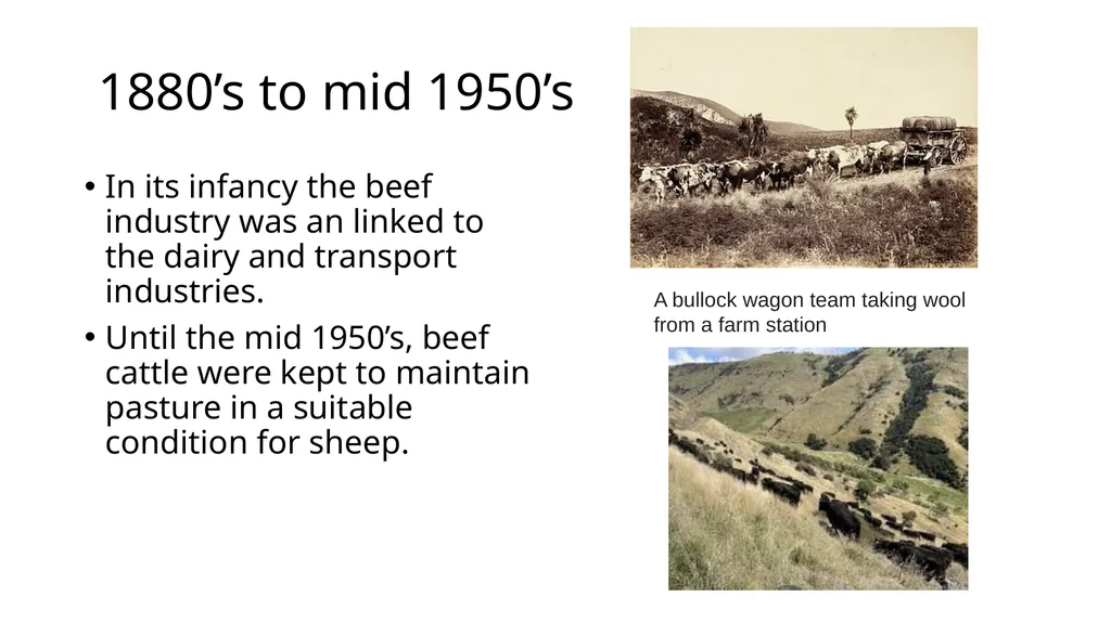 History of New Zealand Beef Farming 1814 Reverend - slide 7 of 15