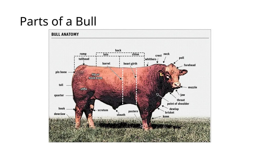 History of New Zealand Beef Farming 1814 Reverend - slide 13 of 15