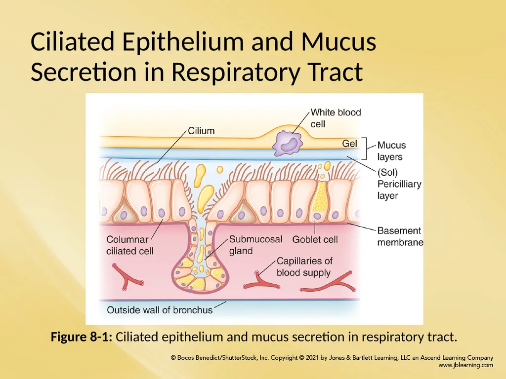 Chapter 8 Wetting Agents and Mucoactive Drugs - slide 5 of 39