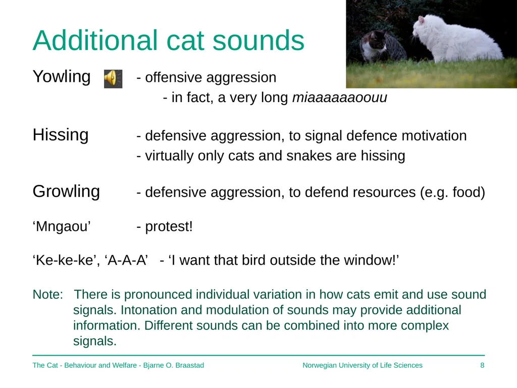 The Cat – Behaviour and Welfare 5. What does the - slide 8 of 11