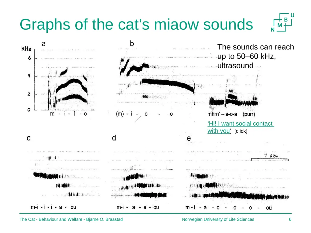 The Cat – Behaviour and Welfare 5. What does the - slide 6 of 11