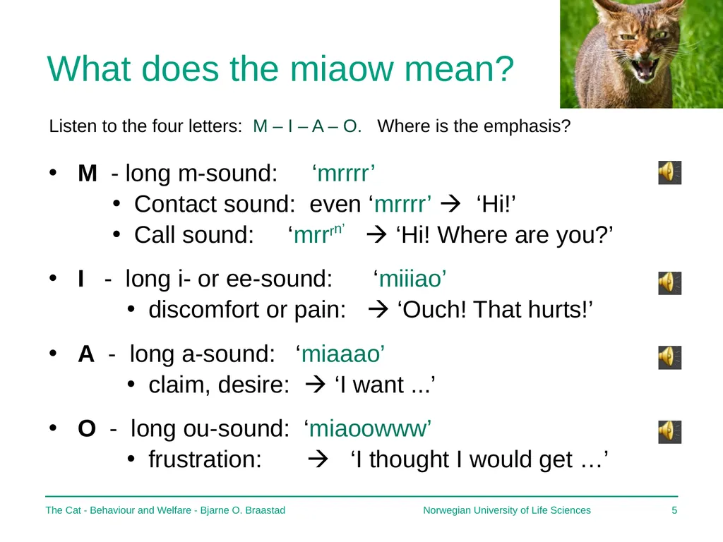 The Cat – Behaviour and Welfare 5. What does the - slide 5 of 11