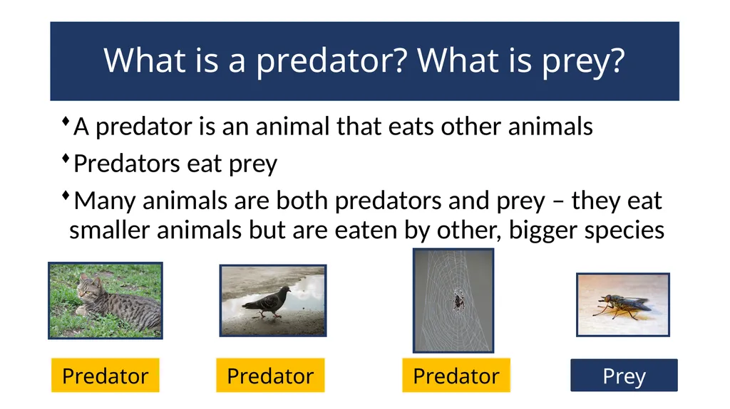 EAL Nexus Resource © Bell Educational Trust 2020 - slide 2 of 20