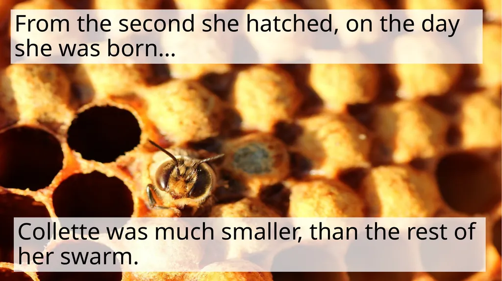 The Littlest Bee Author: Thomas Last In the - slide 4 of 26
