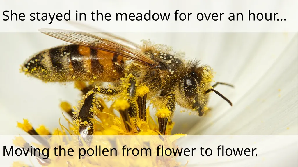 The Littlest Bee Author: Thomas Last In the - slide 19 of 26