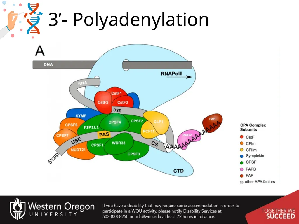 Chapter 10: Transcription and RNA Processing 10.1 - slide 34 of 55