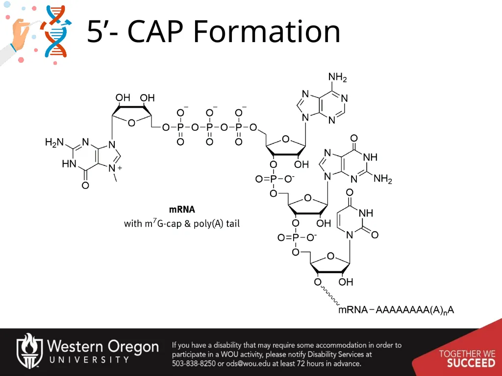 Chapter 10: Transcription and RNA Processing 10.1 - slide 36 of 55