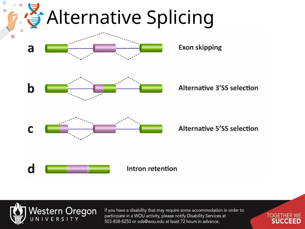 Chapter 10: Transcription and RNA Processing 10.1 - slide 54 of 55