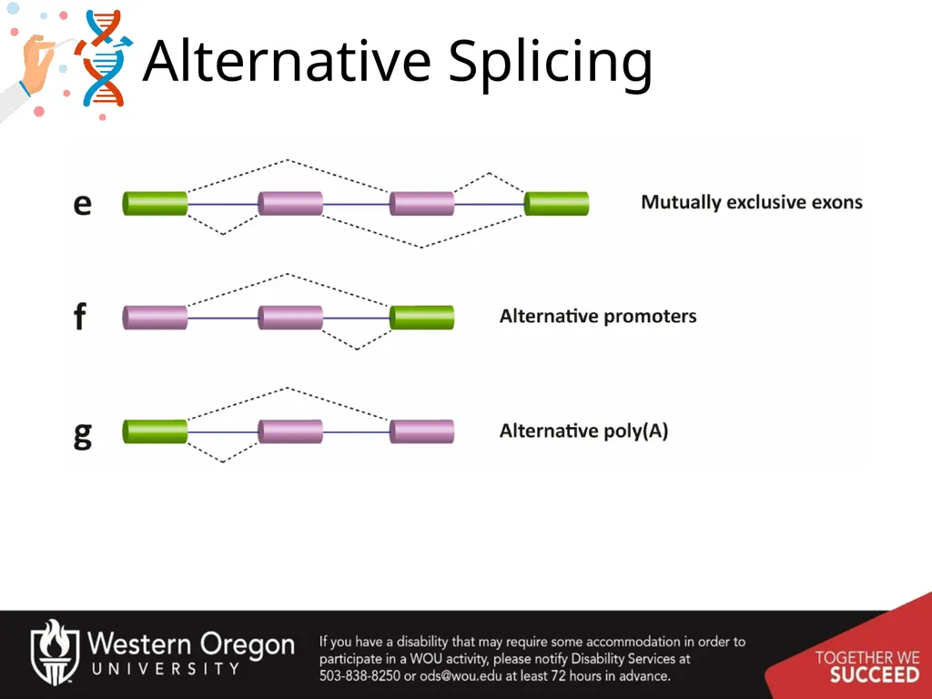 Chapter 10: Transcription and RNA Processing 10.1 - slide 55 of 55