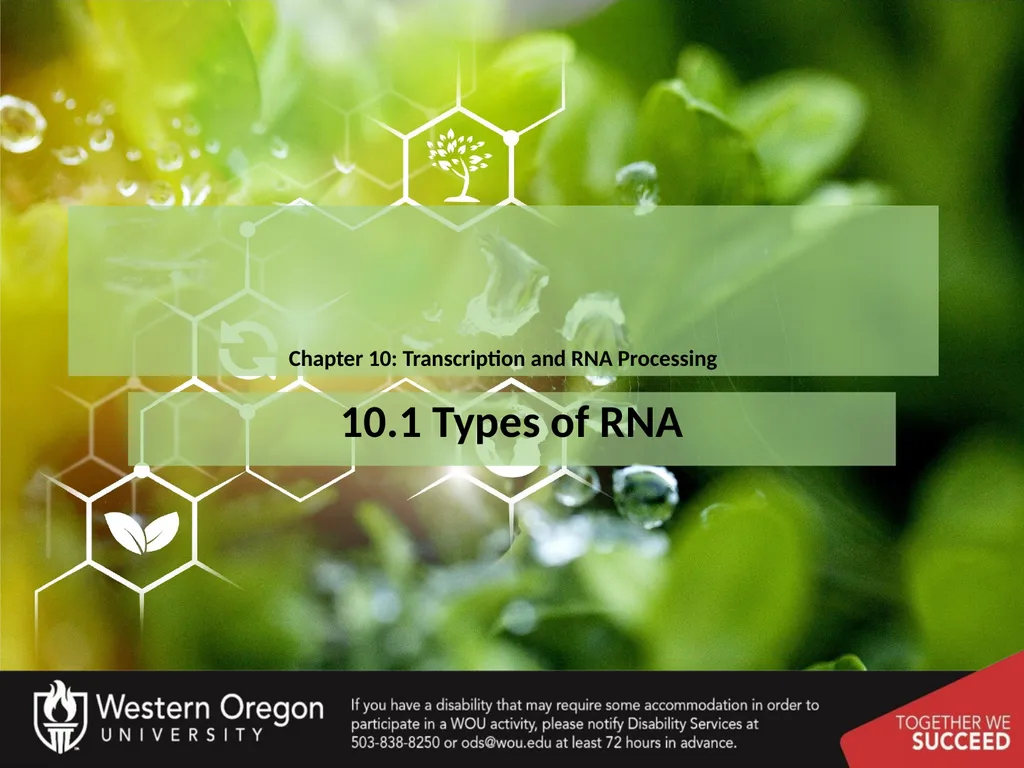 Chapter 10: Transcription and RNA Processing 10.1 - slide 1 of 55
