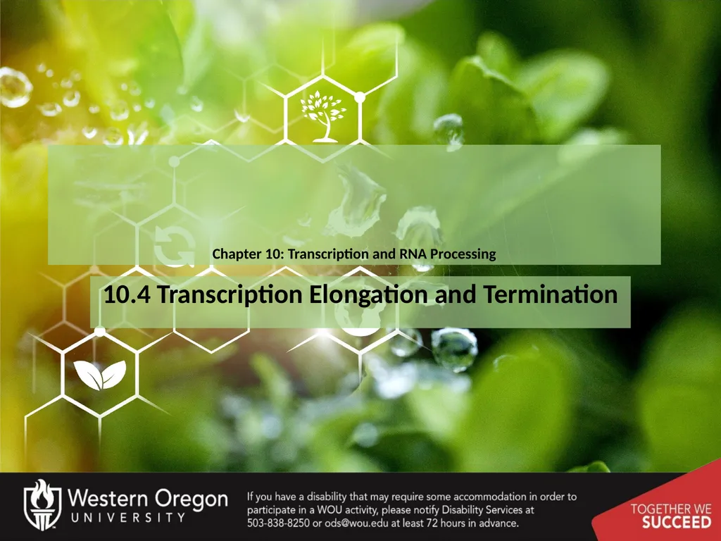 Chapter 10: Transcription and RNA Processing 10.1 - slide 22 of 55
