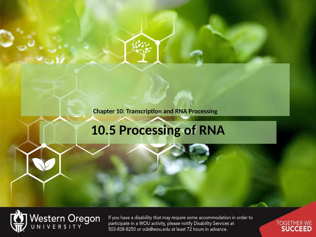 Chapter 10: Transcription and RNA Processing 10.1 - slide 31 of 55