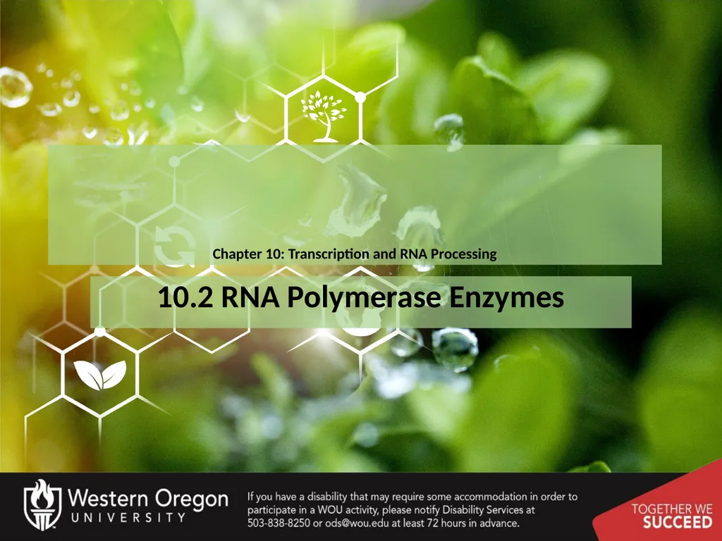 Chapter 10: Transcription and RNA Processing 10.1 - slide 7 of 55