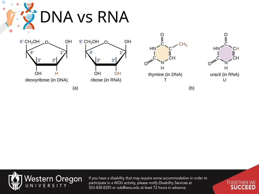 Chapter 10: Transcription and RNA Processing 10.1 - slide 2 of 55