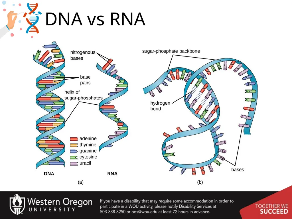 Chapter 10: Transcription and RNA Processing 10.1 - slide 3 of 55