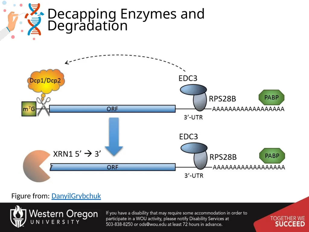 Chapter 10: Transcription and RNA Processing 10.1 - slide 39 of 55