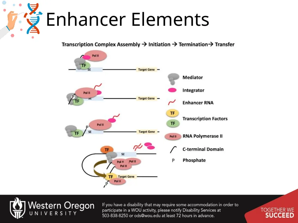 Chapter 10: Transcription and RNA Processing 10.1 - slide 21 of 55