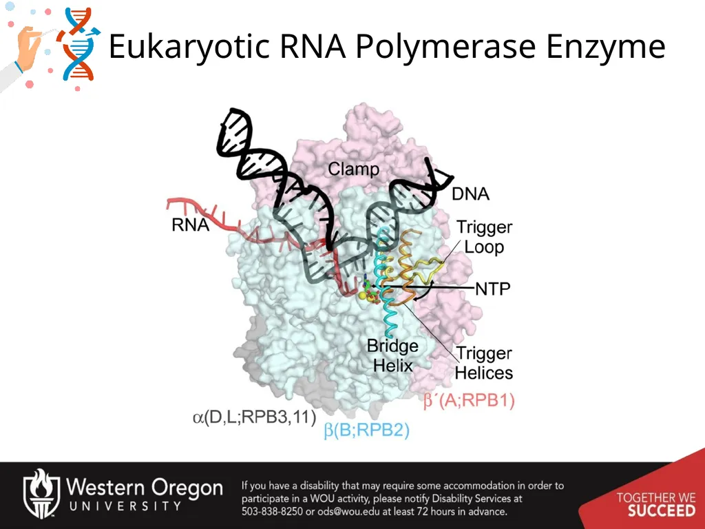 Chapter 10: Transcription and RNA Processing 10.1 - slide 10 of 55