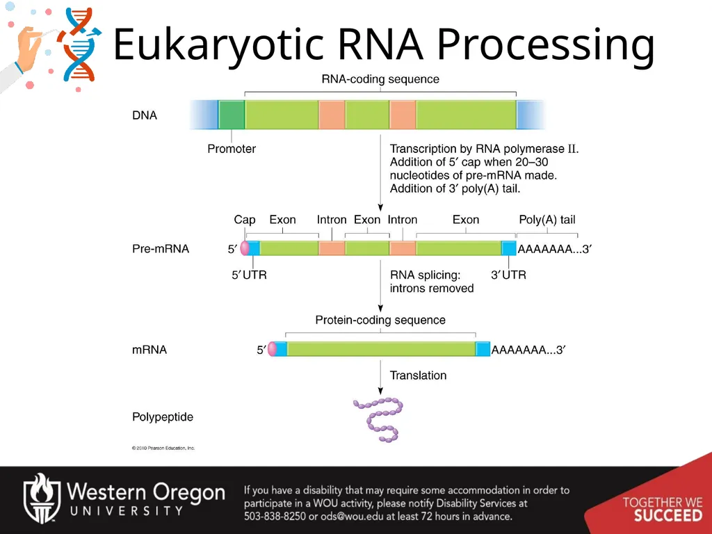 Chapter 10: Transcription and RNA Processing 10.1 - slide 33 of 55