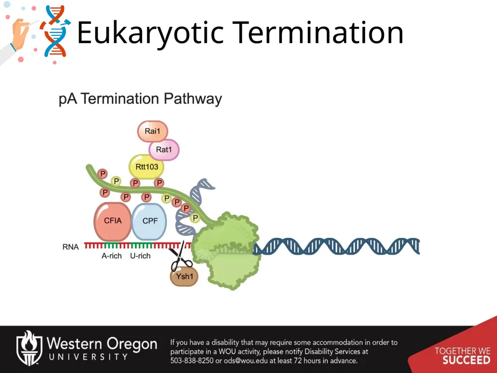 Chapter 10: Transcription and RNA Processing 10.1 - slide 30 of 55