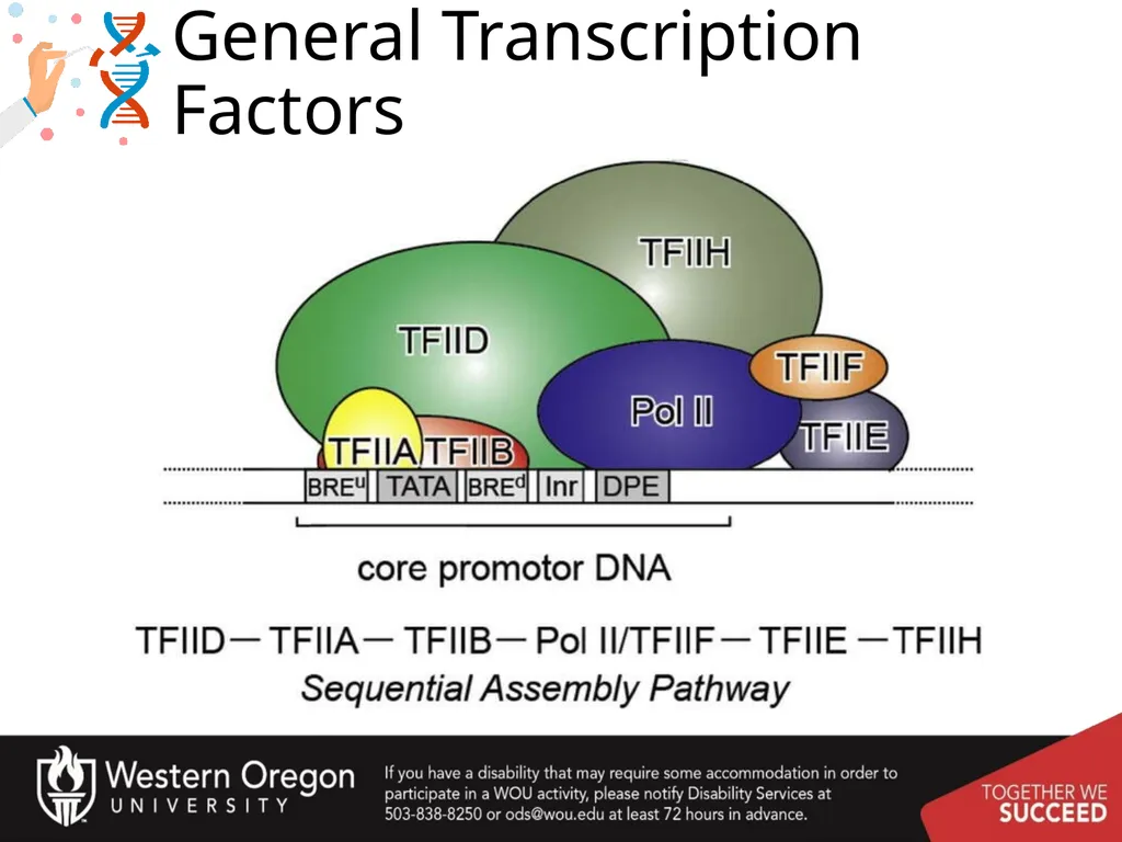 Chapter 10: Transcription and RNA Processing 10.1 - slide 13 of 55