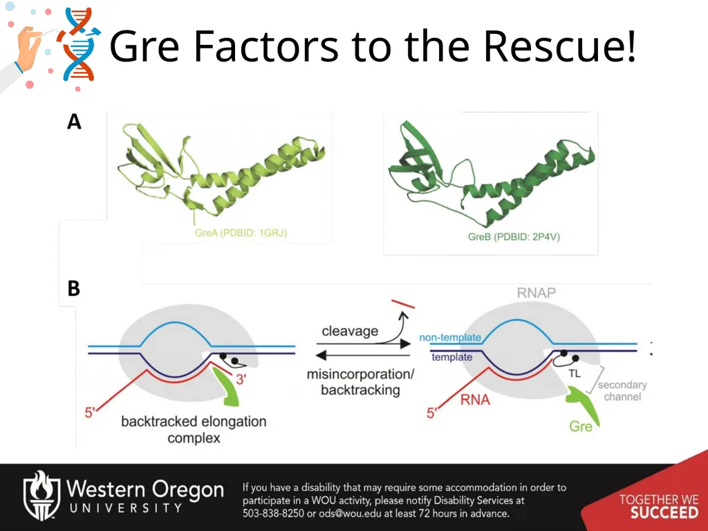 Chapter 10: Transcription and RNA Processing 10.1 - slide 27 of 55