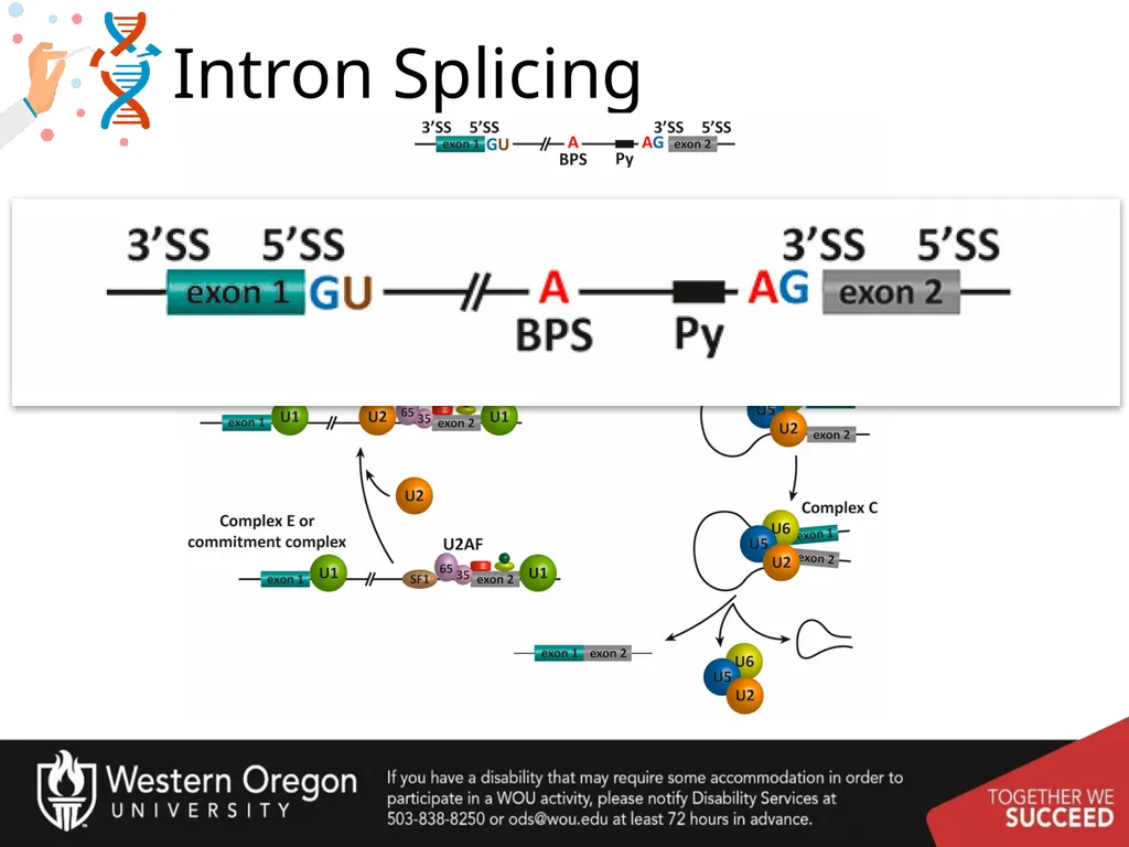 Chapter 10: Transcription and RNA Processing 10.1 - slide 41 of 55