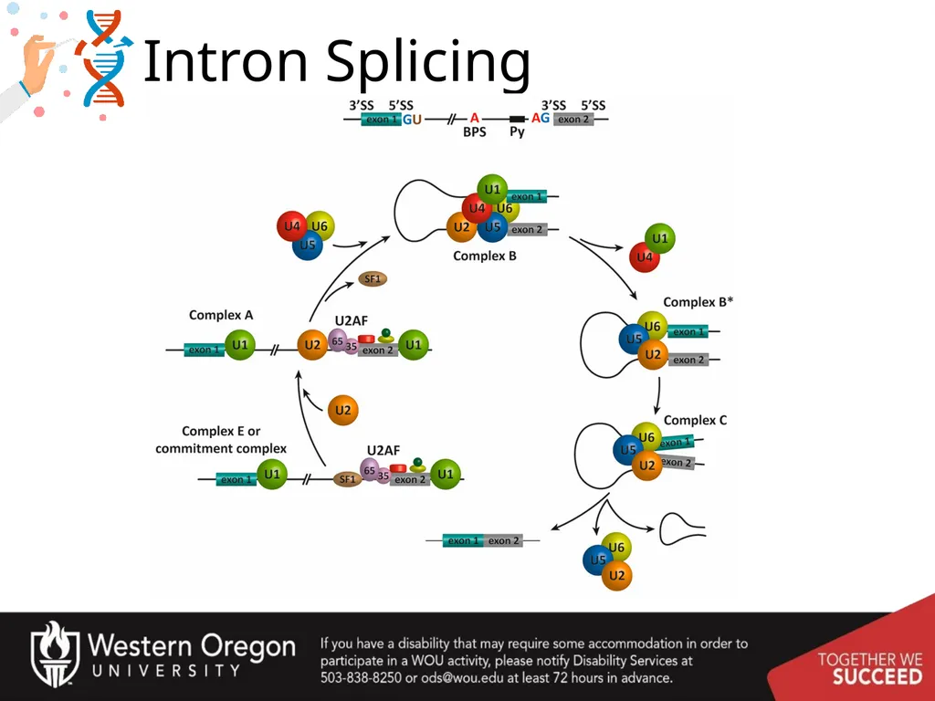 Chapter 10: Transcription and RNA Processing 10.1 - slide 47 of 55