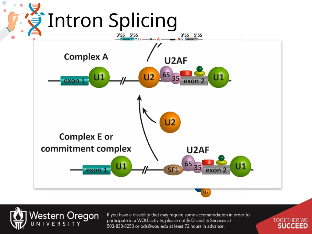Chapter 10: Transcription and RNA Processing 10.1 - slide 48 of 55