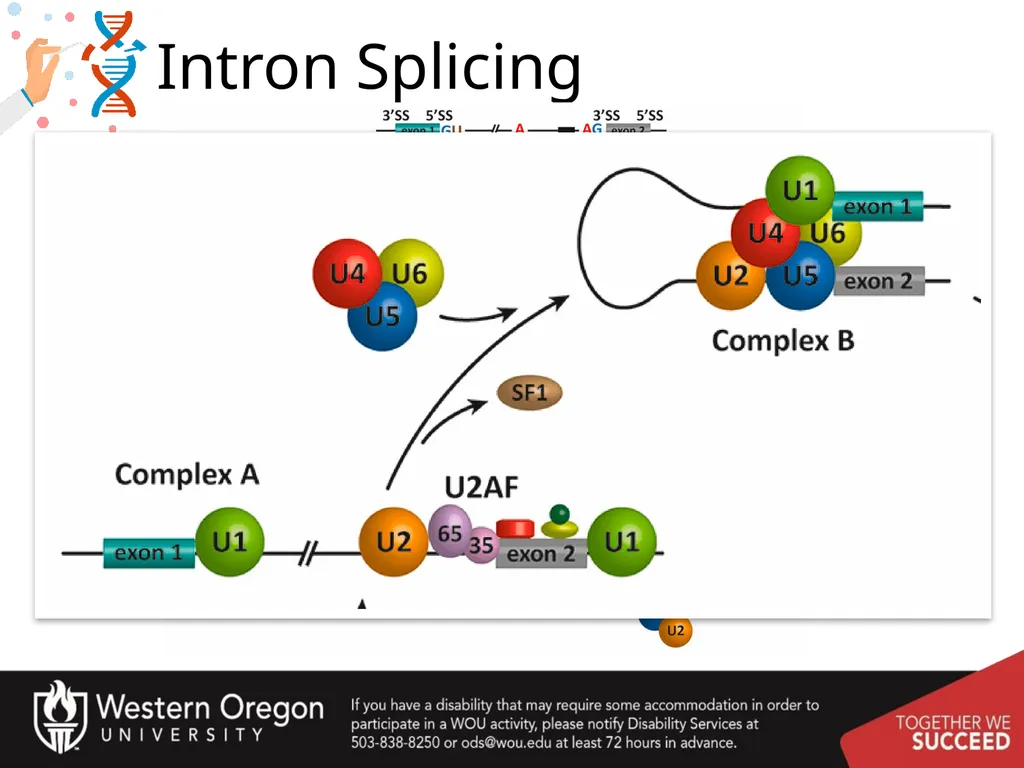 Chapter 10: Transcription and RNA Processing 10.1 - slide 49 of 55
