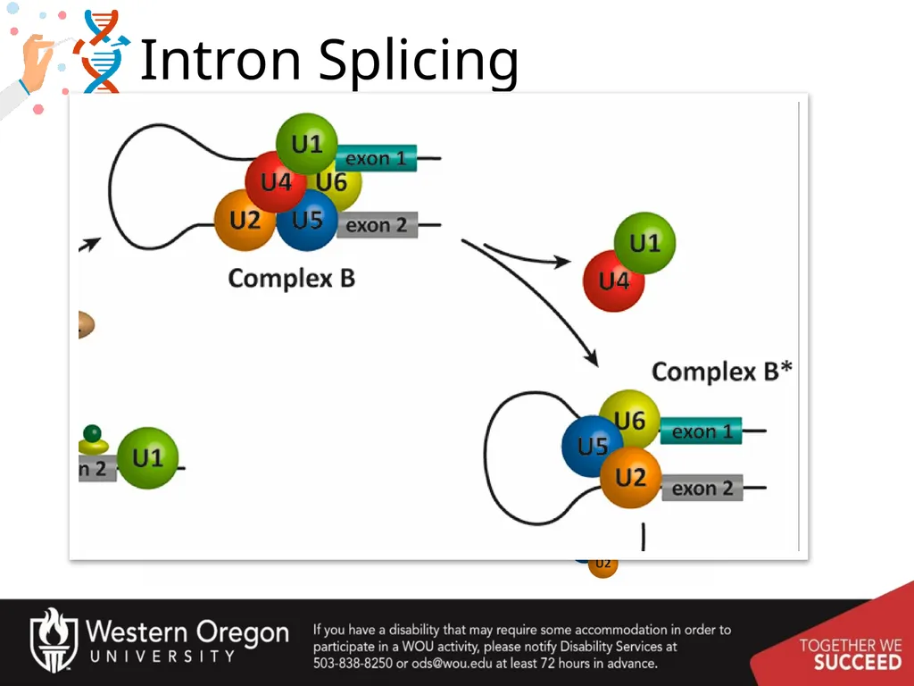 Chapter 10: Transcription and RNA Processing 10.1 - slide 50 of 55