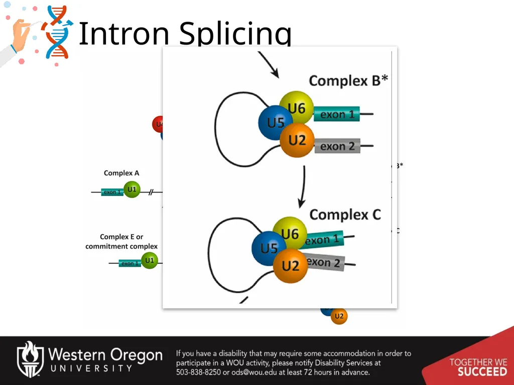 Chapter 10: Transcription and RNA Processing 10.1 - slide 51 of 55