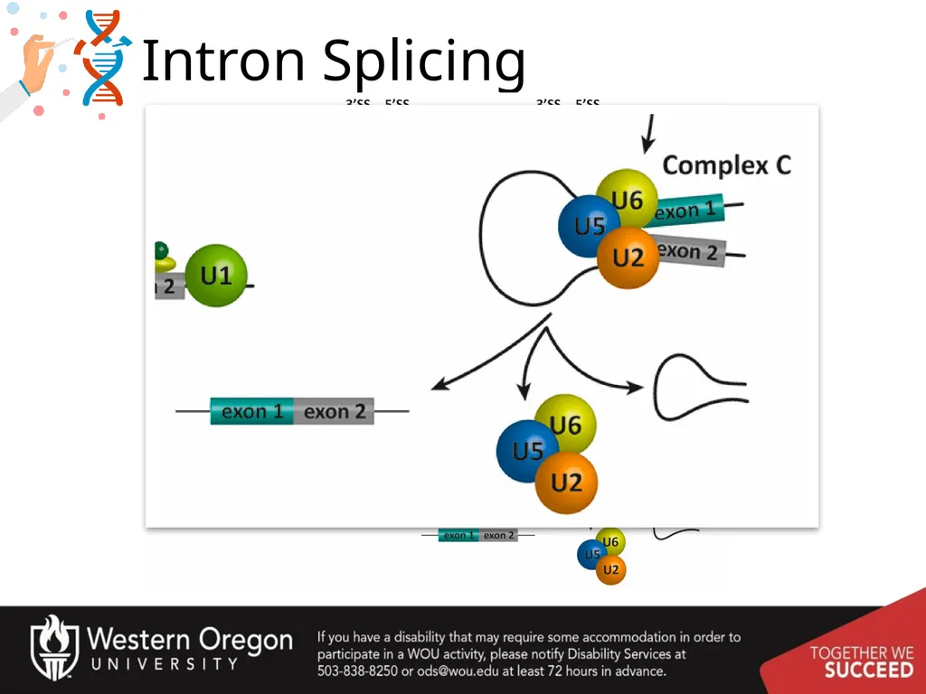 Chapter 10: Transcription and RNA Processing 10.1 - slide 52 of 55