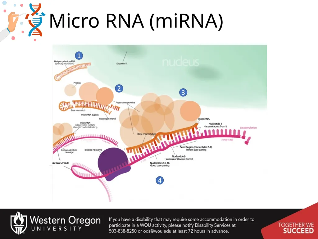 Chapter 10: Transcription and RNA Processing 10.1 - slide 5 of 55