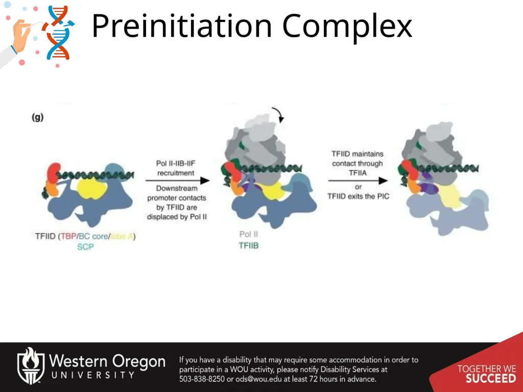 Chapter 10: Transcription and RNA Processing 10.1 - slide 20 of 55