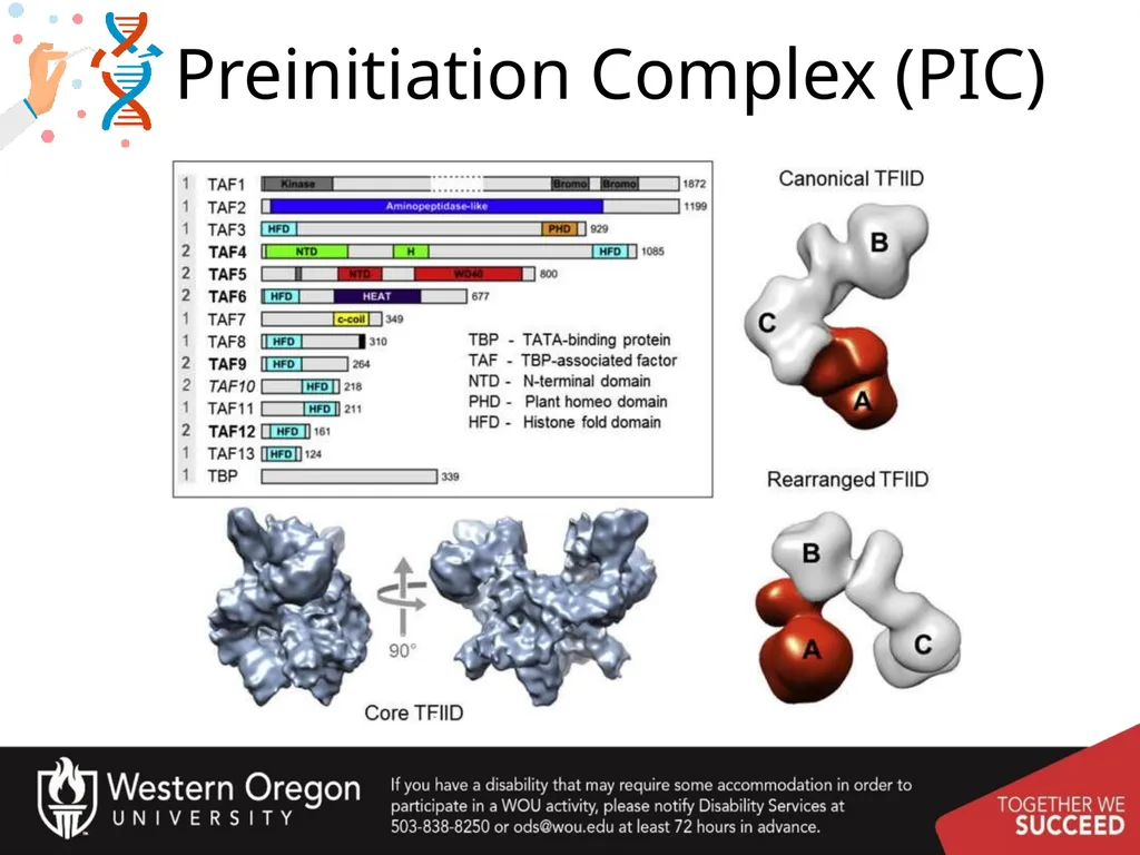 Chapter 10: Transcription and RNA Processing 10.1 - slide 14 of 55