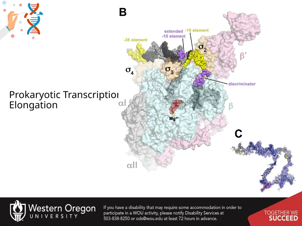 Chapter 10: Transcription and RNA Processing 10.1 - slide 23 of 55
