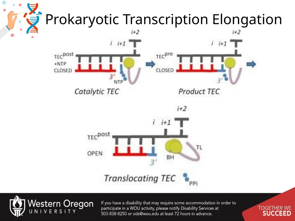 Chapter 10: Transcription and RNA Processing 10.1 - slide 24 of 55
