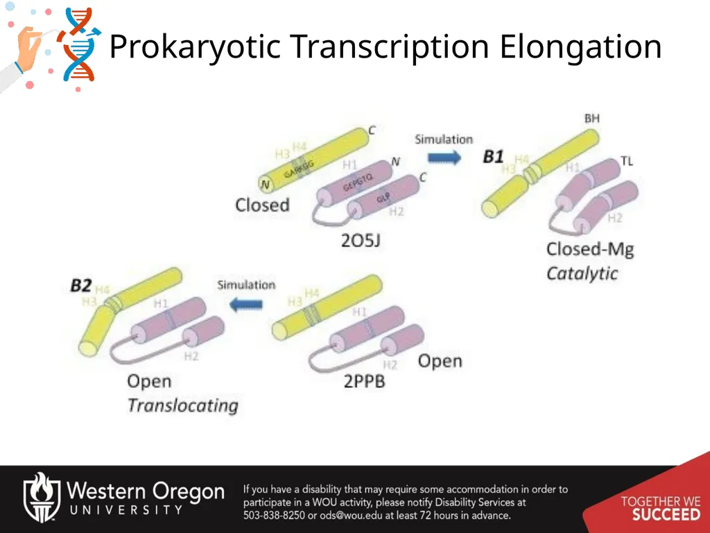 Chapter 10: Transcription and RNA Processing 10.1 - slide 25 of 55